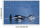 Orca Whales Surface In Lynn Canal In Southeast Alaska's Inside Passage Wall Mural