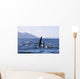Orca Whales Surface In Lynn Canal With Chilkat Mountains Wall Mural