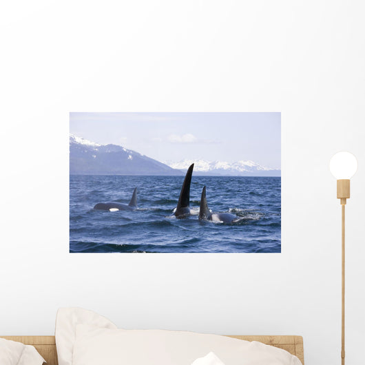 Orca Whales Surface In Lynn Canal With Chilkat Mountains Wall Mural