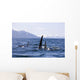 Orca Whales Surface In Lynn Canal With Chilkat Mountains Wall Mural