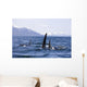 Orca Whales Surface In Lynn Canal With Chilkat Mountains Wall Mural