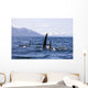 Orca Whales Surface In Lynn Canal With Chilkat Mountains Wall Mural