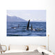 Orca Whales Surface In Lynn Canal With Chilkat Mountains Wall Mural