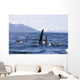 Orca Whales Surface In Lynn Canal With Chilkat Mountains Wall Mural