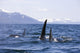Orca Whales Surface In Lynn Canal With Chilkat Mountains Wall Mural