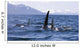 Orca Whales Surface In Lynn Canal With Chilkat Mountains Wall Mural
