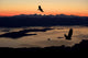Silhouette Of Bald Eagles Wall Mural