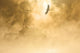 Bald Eagle Soars over Wall Decal