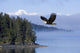 Bald Eagle Wall Mural