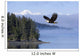 Bald Eagle Wall Mural