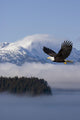 Bald Eagle Wall Mural