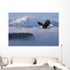 Bald Eagle Wall Mural