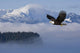 Bald Eagle Wall Mural