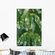Close-Up Horsetail With Dew Drops Dawn Southcentral Ak/Nsummer Wall Mural