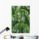 Close-Up Horsetail With Dew Drops Dawn Southcentral Ak/Nsummer Wall Mural