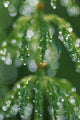 Close-Up Horsetail With Dew Drops Dawn Southcentral Ak/Nsummer Wall Mural