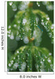 Close-Up Horsetail With Dew Drops Dawn Southcentral Ak/Nsummer Wall Mural