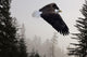 Bald Eagle Soars Through Mist In The Tongass National Forest Wall Mural