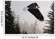 Bald Eagle Soars Through Mist In The Tongass National Forest Wall Mural
