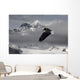 Bald Eagle Soars Above The Snow And Ice Of Mendenhall Glacier Wall Mural