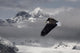 Bald Eagle Soars Above The Snow And Ice Of Mendenhall Glacier Wall Mural