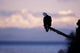Bald Eagle Perched Wall Mural