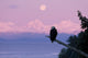 A Bald Eagle Perched On A Branch With The Moon Set At Sunrise Wall Mural