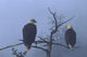 Bald Eagles Perched Wall Mural