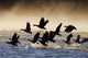 Canada Geese Take Flight On A Misty Winter Morning In Sub Zero Temps Wall Mural