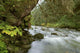 Small River Flowing Through The Old Growth Forest Wall Mural