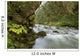 Small River Flowing Through The Old Growth Forest Wall Mural