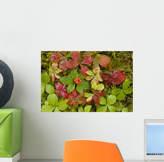 Dwarf Dogwood Growing From A Bed Of Dense Mosses Wall Mural
