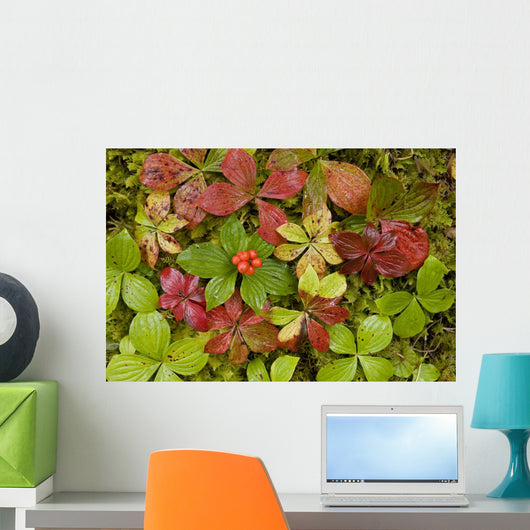 Dwarf Dogwood Growing From A Bed Of Dense Mosses Wall Mural