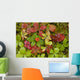 Dwarf Dogwood Growing From A Bed Of Dense Mosses Wall Mural