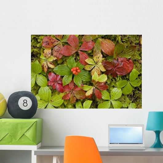 Dwarf Dogwood Growing From A Bed Of Dense Mosses Wall Mural