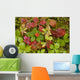 Dwarf Dogwood Growing From A Bed Of Dense Mosses Wall Mural