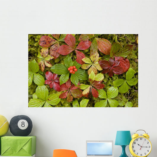 Dwarf Dogwood Growing From A Bed Of Dense Mosses Wall Mural