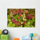 Dwarf Dogwood Growing From A Bed Of Dense Mosses Wall Mural