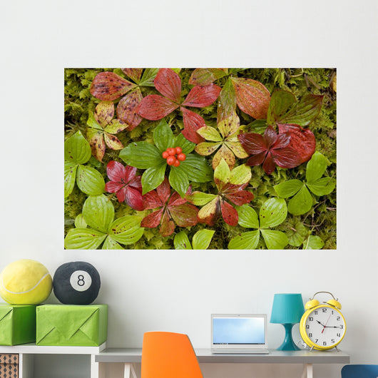 Dwarf Dogwood Growing From A Bed Of Dense Mosses Wall Mural