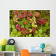 Dwarf Dogwood Growing From A Bed Of Dense Mosses Wall Mural
