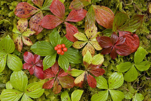 Dwarf Dogwood Growing From A Bed Of Dense Mosses Wall Mural