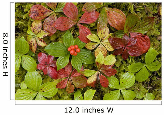 Dwarf Dogwood Growing From A Bed Of Dense Mosses Wall Mural