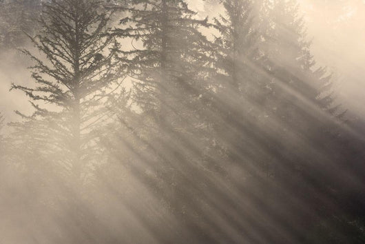 Morning Rays Shine through Wall Decal