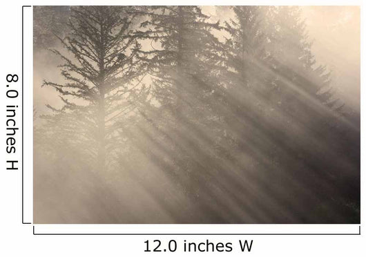 Morning Rays Shine through Wall Decal