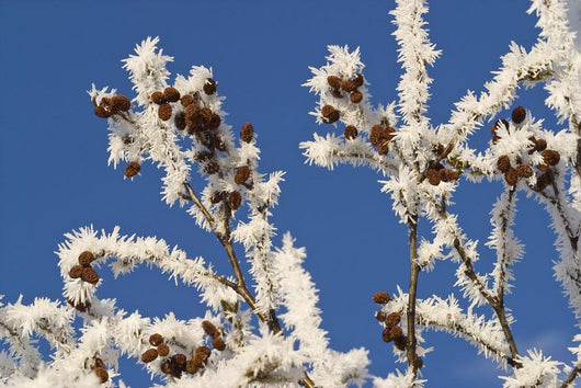 Hoar Frost Adorns Alder Wall Decal
