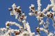 Hoar Frost Adorns Alder Wall Decal