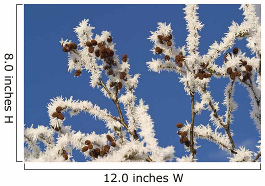 Hoar Frost Adorns Alder Wall Decal