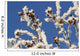 Hoar Frost Adorns Alder Wall Decal