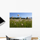 Alaska Cotton Grass In The Mendenhall Wetlands Wall Mural