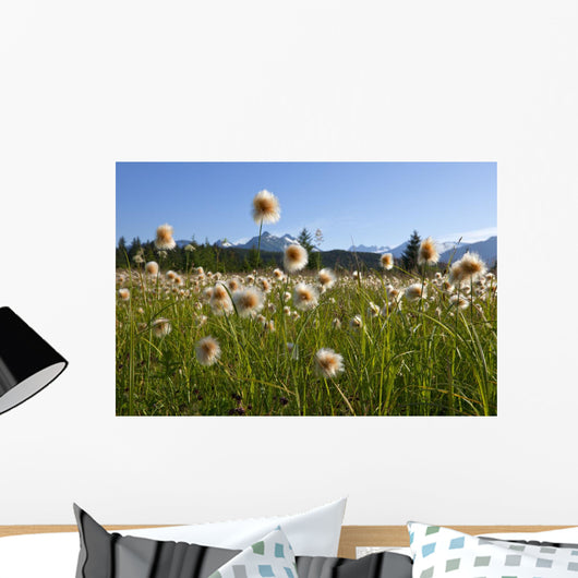 Alaska Cotton Grass In The Mendenhall Wetlands Wall Mural
